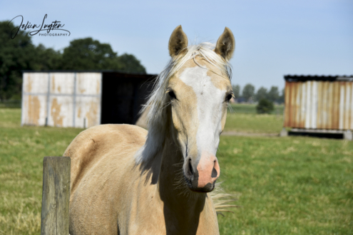 Palomino merrieveulen